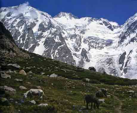 
Donkeys Graze Near Base Camp Below Nanga Parbat Diamir Face - Mount Everest, Nanga Parbat, Dhaulagiri mit Dieter Porsche book 
